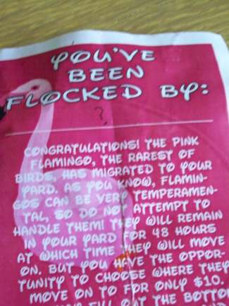 You've been flocked by: ?