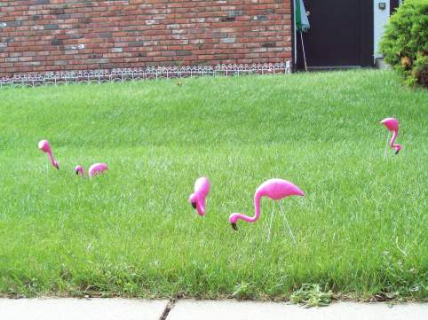 flock of yard ornament flamingos