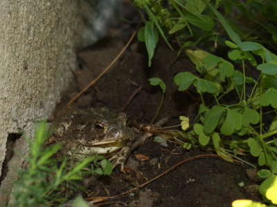 Toad