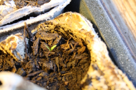 Seeds Sprouting
