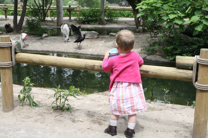 Tirzah Mae is enamored with large birds