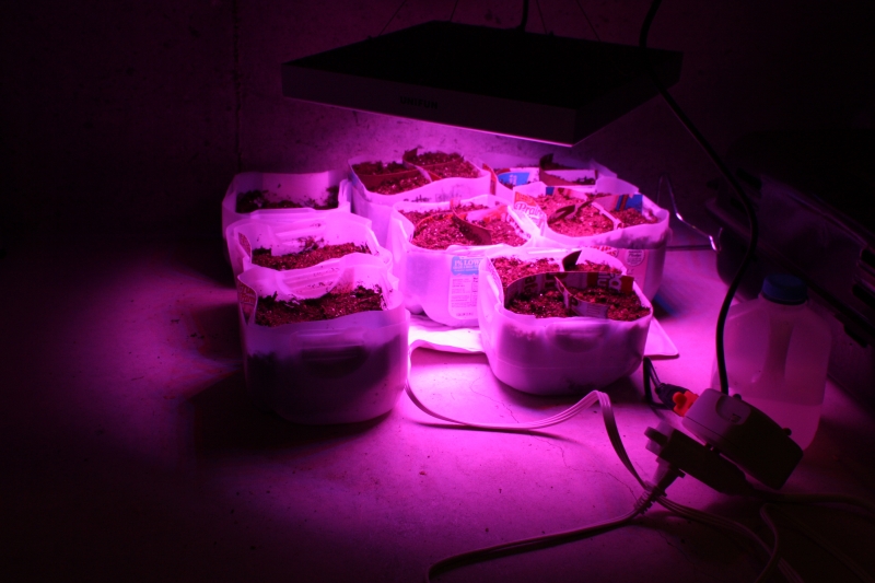 Seedlings under lights