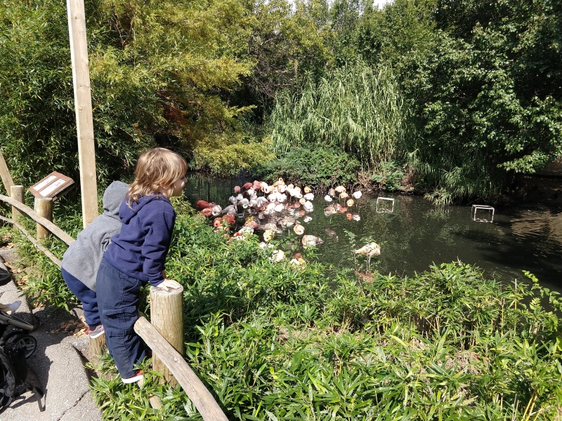 Looking at the flamingos