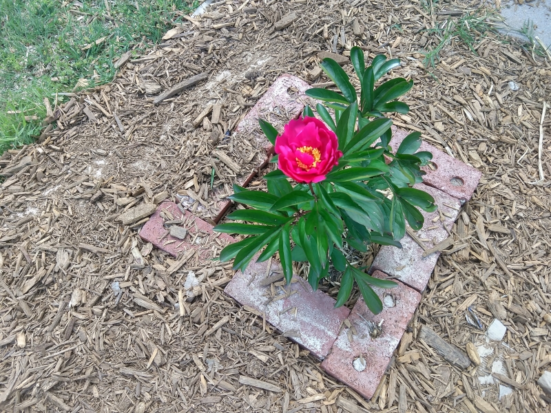 Our first peony