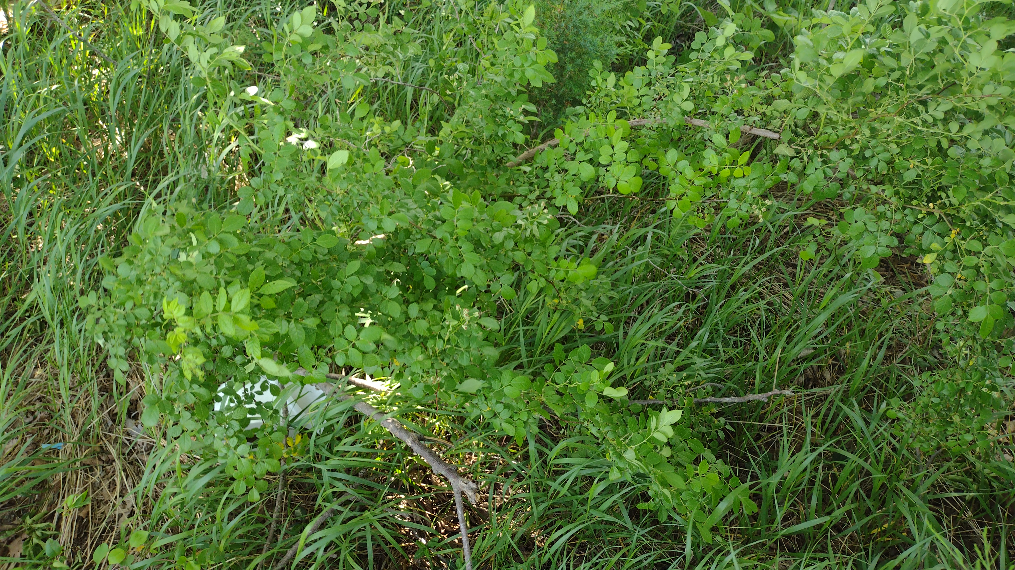 Kansas Wildflowers and Grasses - Smooth brome