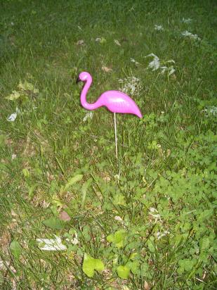 flamingo