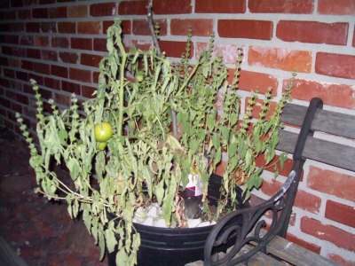 Tomato Plants
