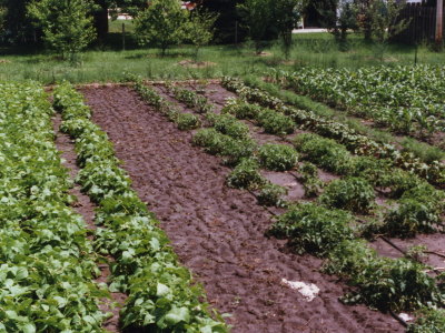 Mom's garden